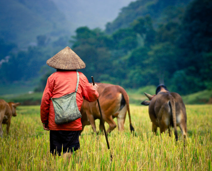 Buffalo shepherd on the rice field